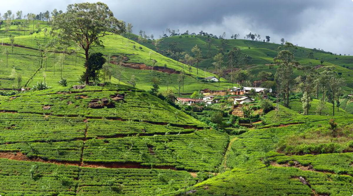¿Cuáles son las opciones de vehículos más populares en Hatton?